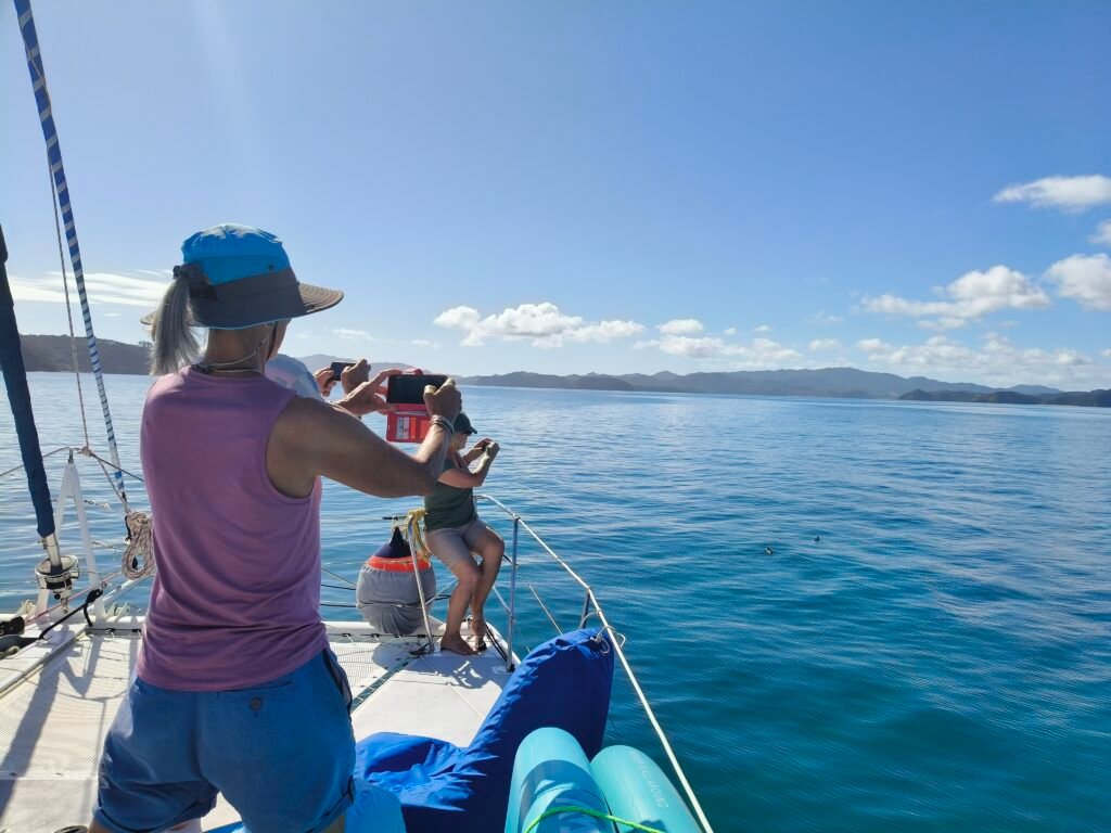 Wildlife Viewing | Bay Of Islands a lady takes a picture of two little blue penguins while on a sailing catamaran charter