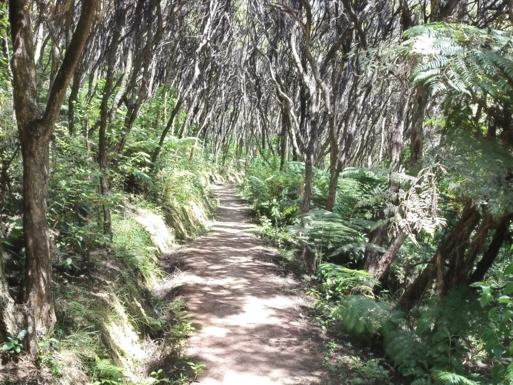Nature walk on a Bay of Islands wildlife sanctuary island, Moturua Island