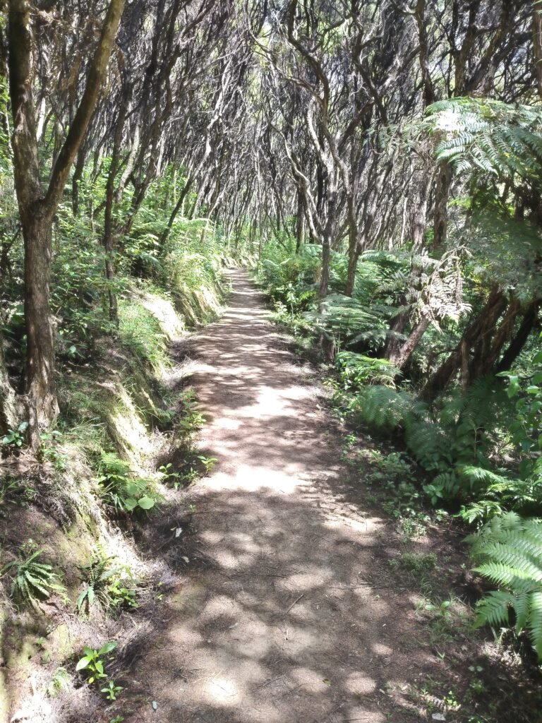 Nature walk on Bay of Islands wildlife sanctuary island, Moturua Island