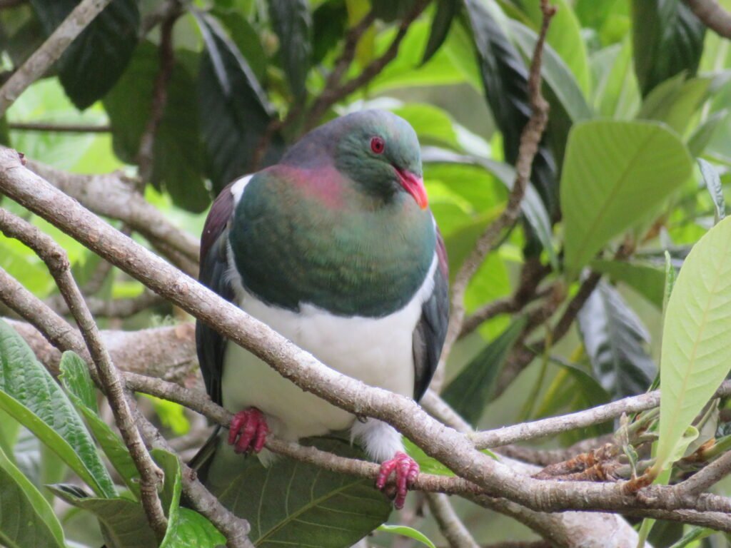 New Zealand kererū perched in native bush in the Bay of Islands during a Bayscapes sailing charter stop