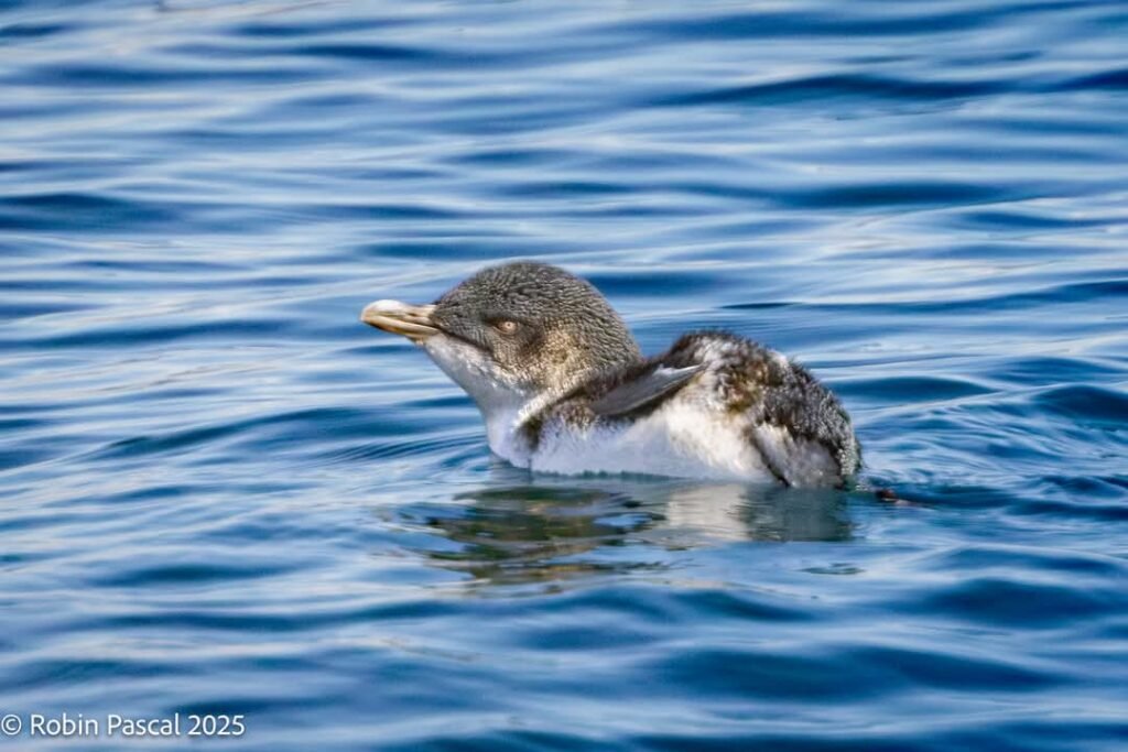 a little blue penguins swims by a sailing charter in the bay of islands