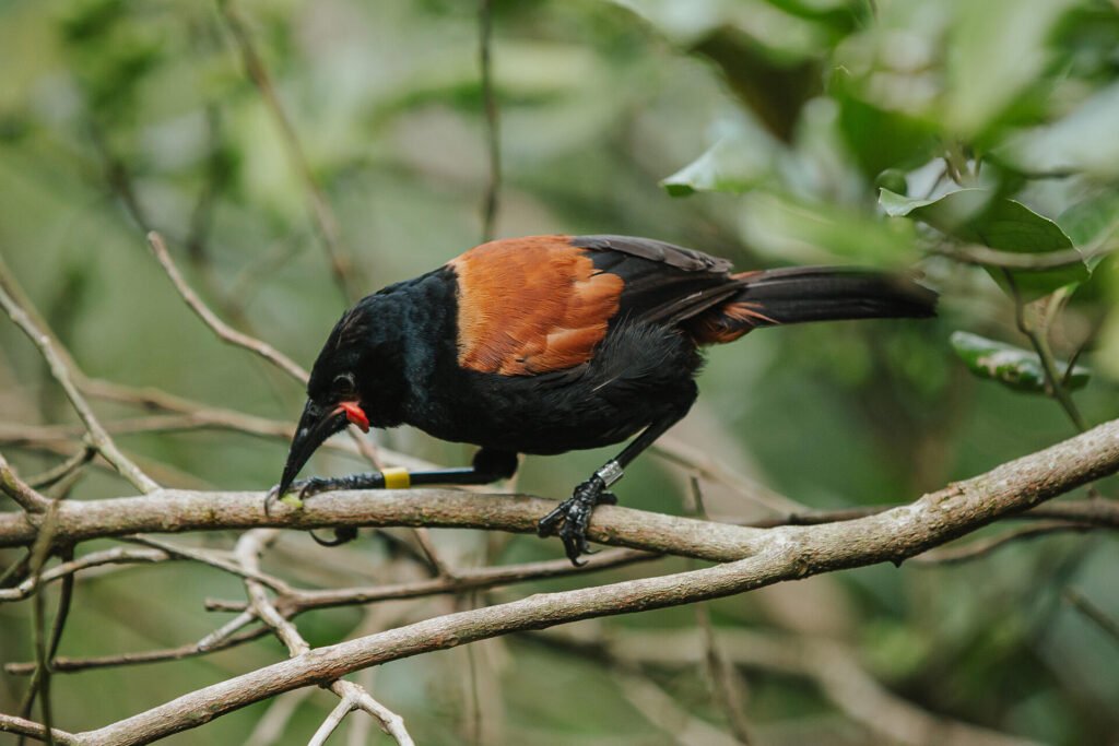Red Saddle Back Spotted on a wildlife walk with Bayscapes charters in the Bay of Islands
