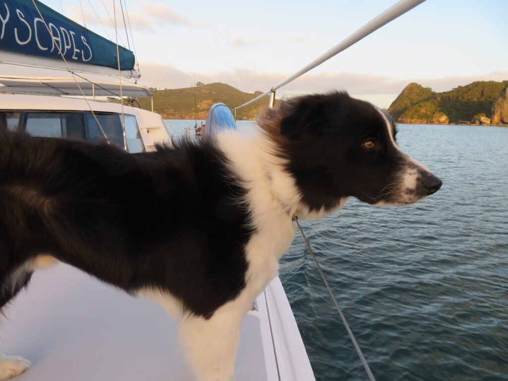 the crew from bayscapes, brad and monique's, dog simba on bayscapes charters sailing catamaran