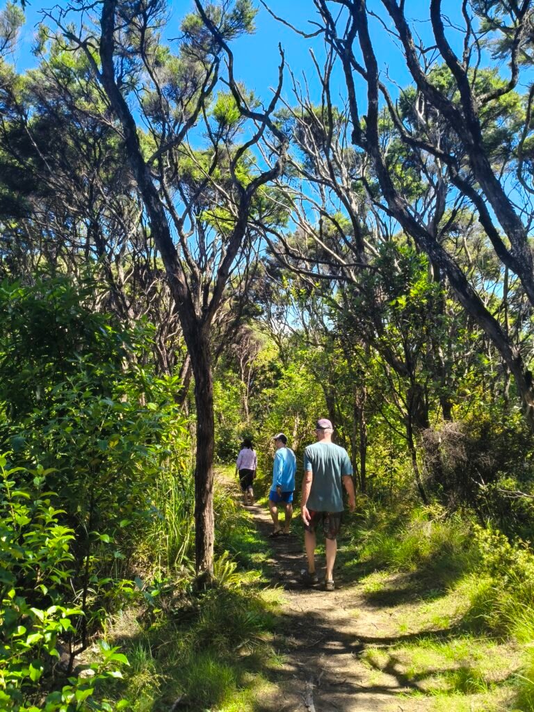 Guests walk part of the track of Moturua Island while on a sail and hike charter with Bayscapes Charters